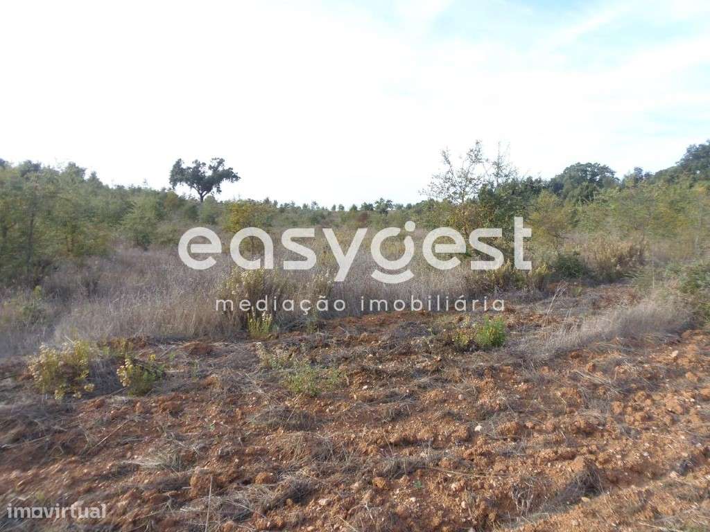 Terreno 3ha Cercal do Alentejo - Grande imagem: 4/10