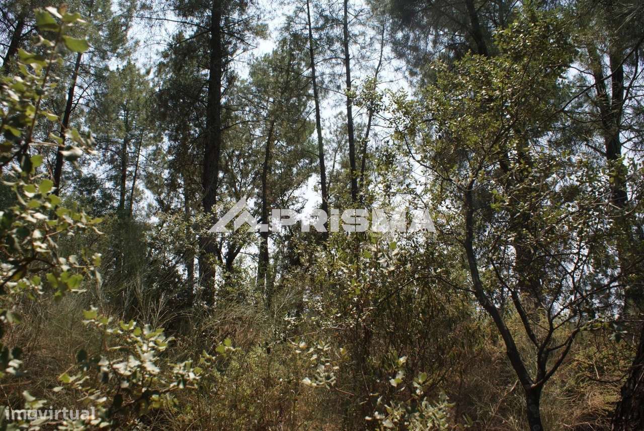 Quinta para Venda em Orca - Fundão-23