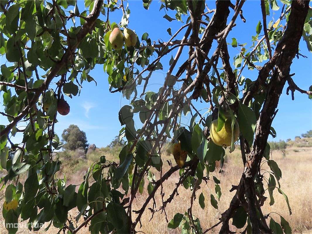 Quinta  para venda-37