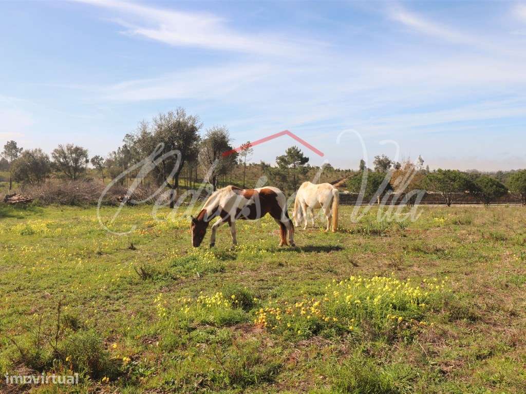 Quinta com 6,5ha em Vale Juncal - São Teotónio-37