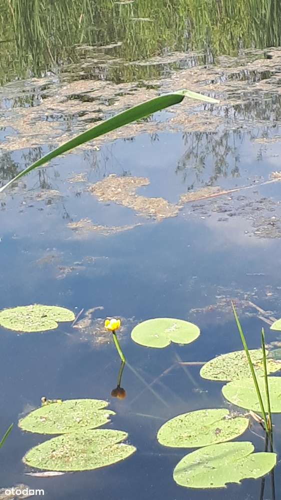 Działka rolna na sprzedaż, świetna lokalizacja!-8