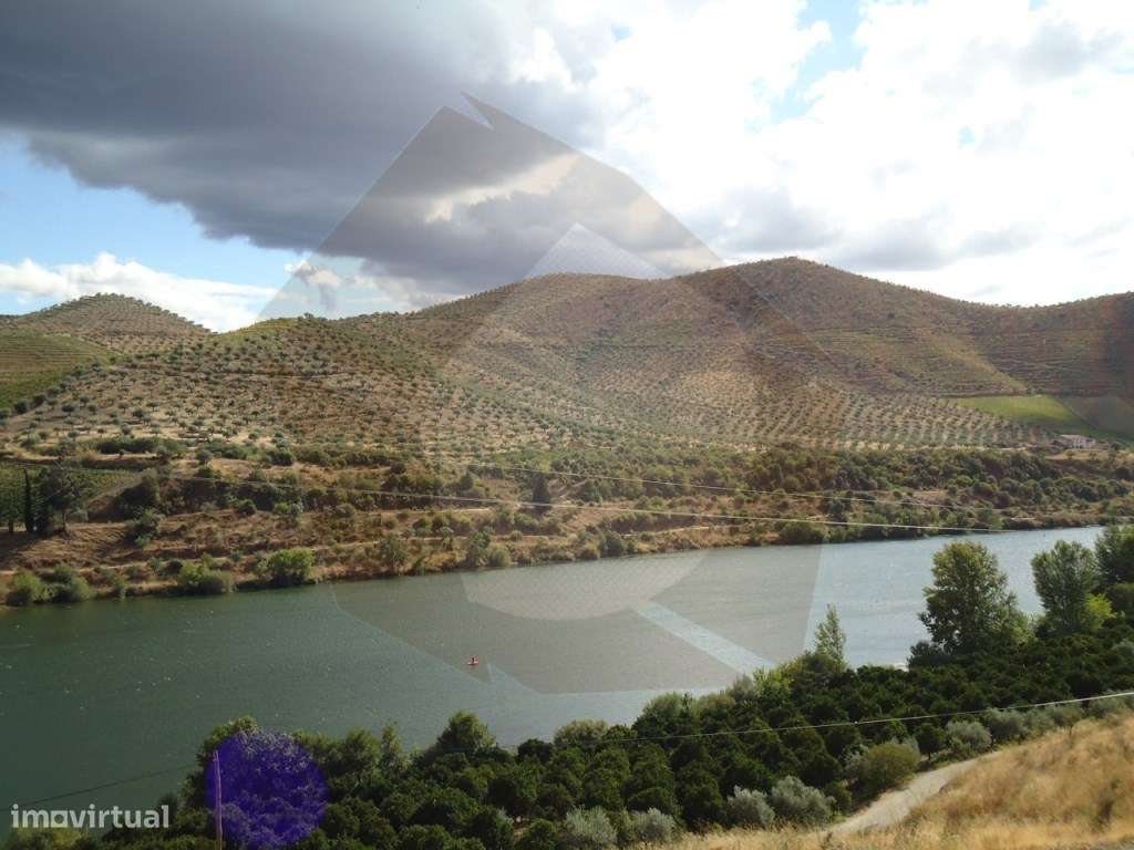 QUINTA COM VINHA - FIGUEIRA DE CASTELO RODRIGO-11