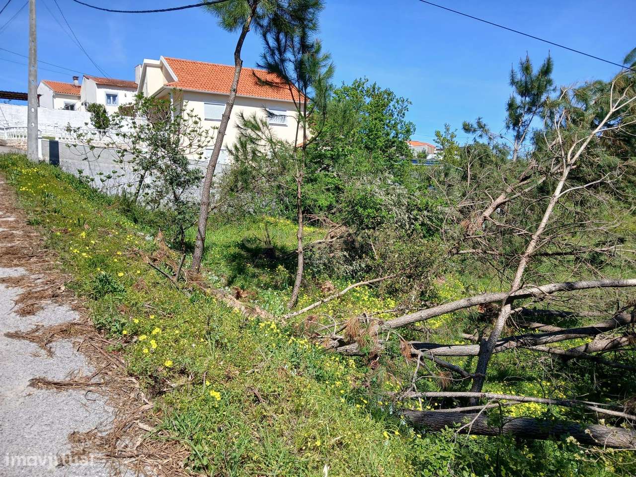 Terreno Rústico com Potencial de Construção | Ribeira de Santo Amaro – - Grande imagem: 4/8