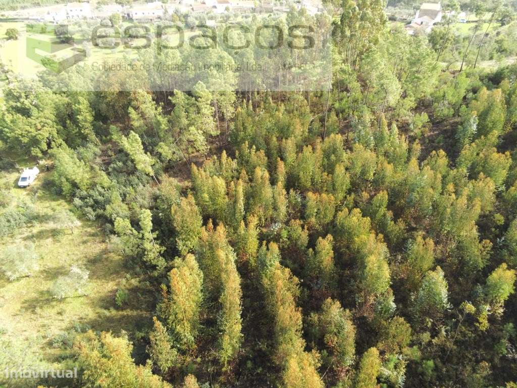 Terreno Rustico - Grande imagem: 3/14