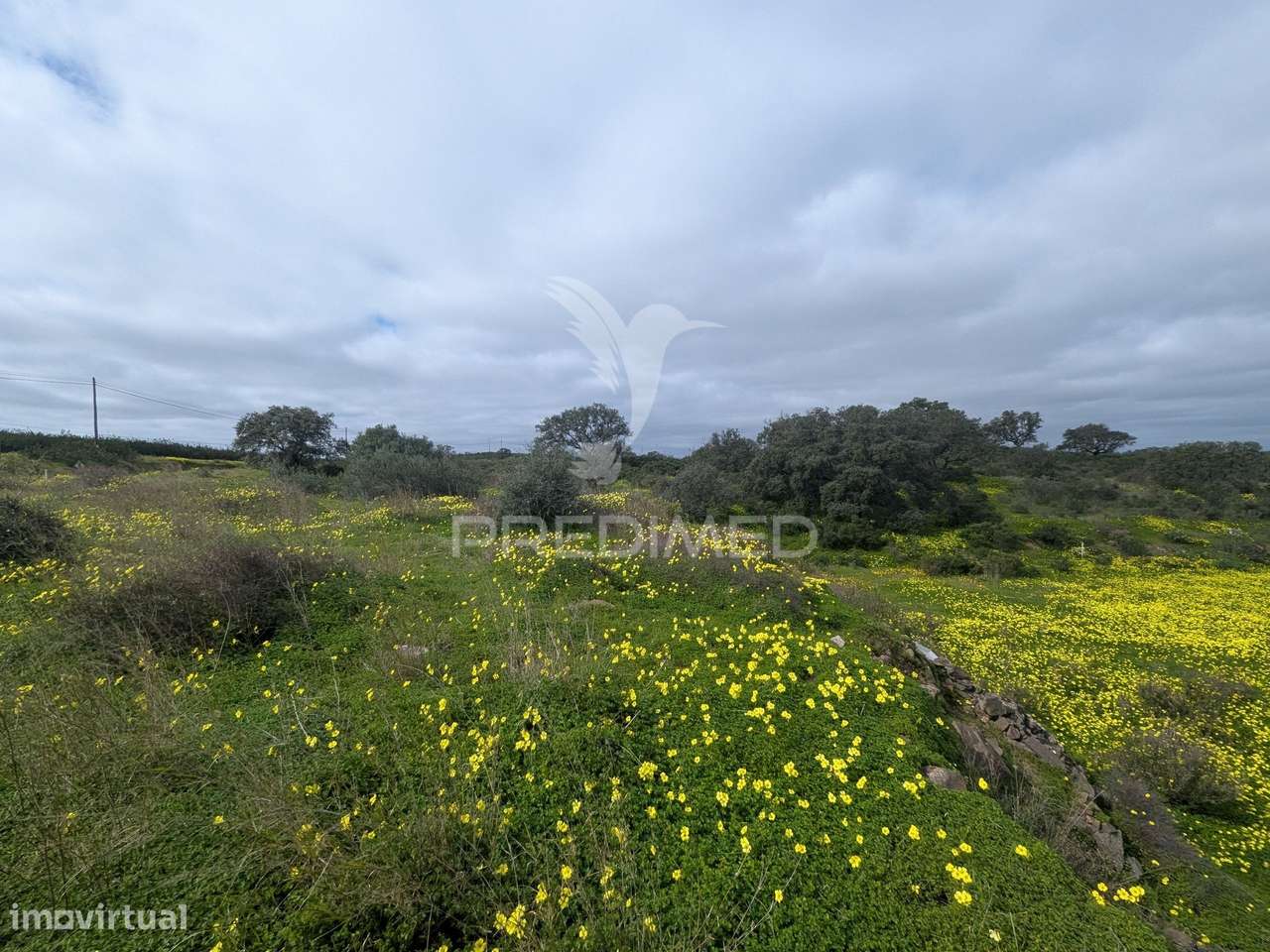 Terreno rústico com 1,63ha no Azinhal - Grande imagem: 3/10