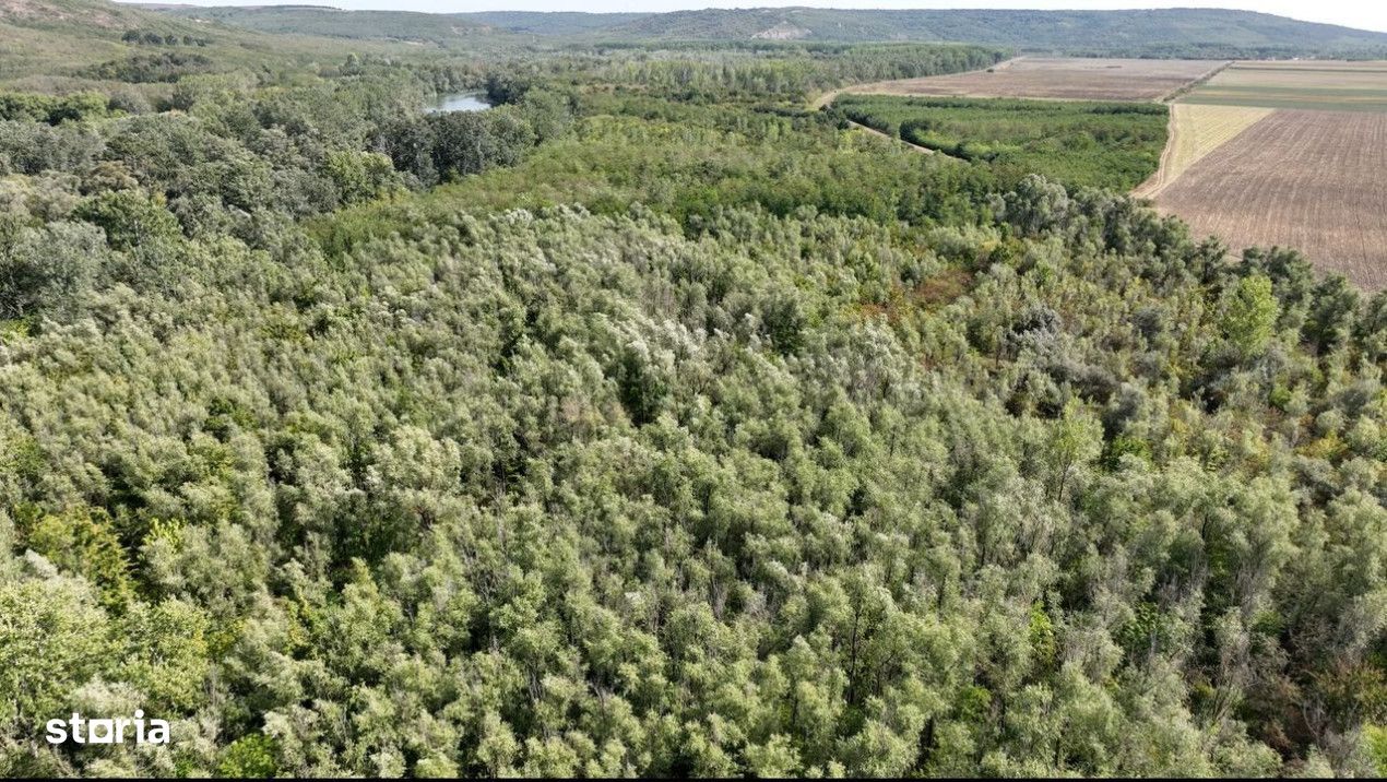 180 ha Padure de vanzare judetul Iasi