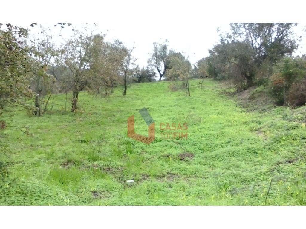 Terreno agricola com 1240 m2, Juncal, Porto de Mós - Grande imagem: 5/5