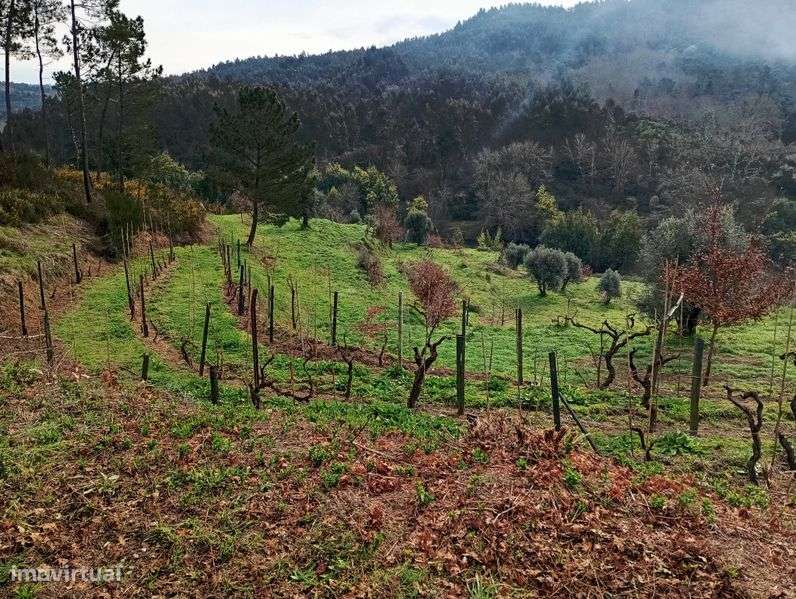 Terreno entre a ecopista e o rio dão - Grande imagem: 5/5