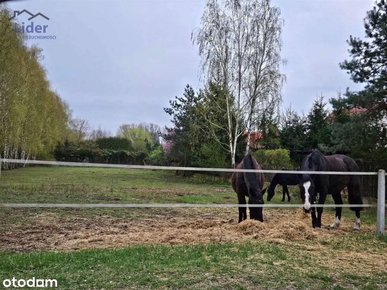 Działka Wielka Nieszawka, w otoczeniu lasu - Pełny obrazek: 4/11