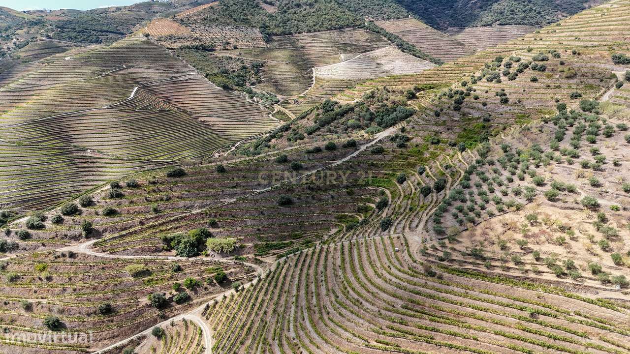 Farm with productive vineyard in the Douro Demarcated Region — São Joã-7