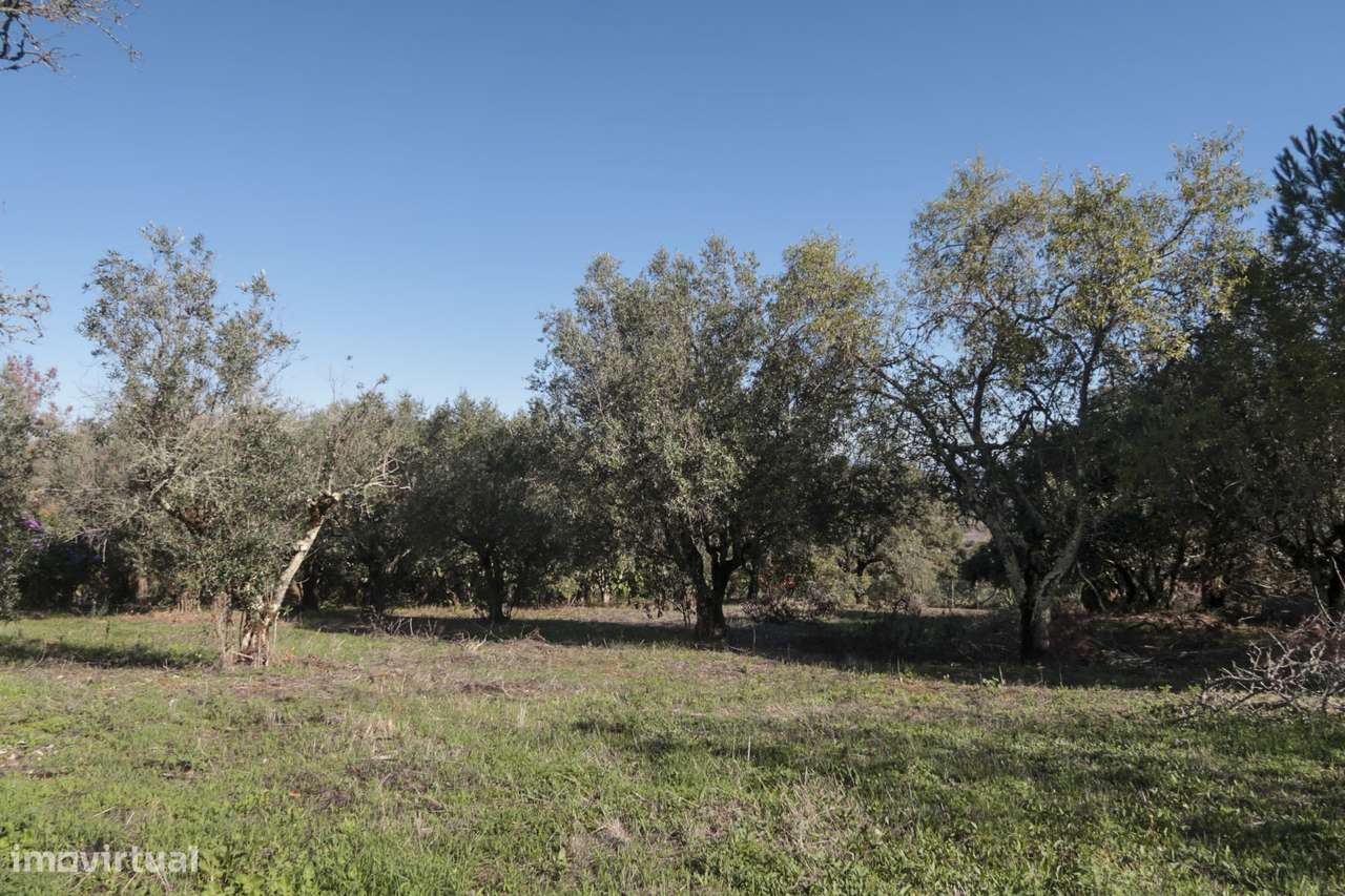 Terreno Urbano - 2 Artigos - Vale da Perra - Fátima - Ourém-9