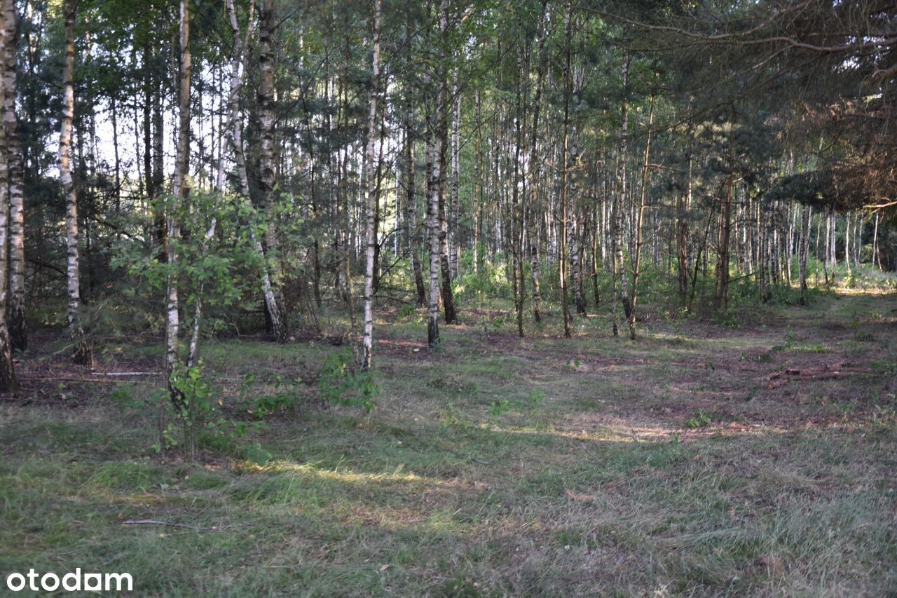 Działka 0.6 ha w Lipinkach w Borach Tucholskich