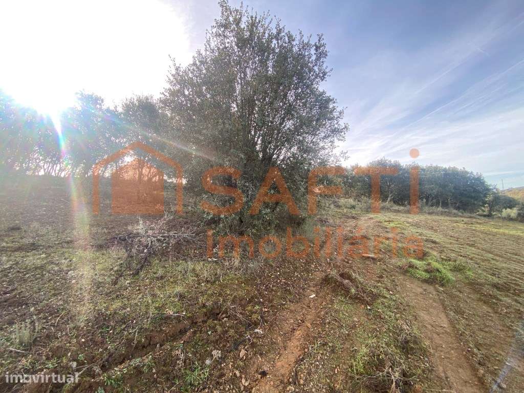Olival de Excelência com 2,2 Hectares em Macedo de Cavaleiros - Pro...-28