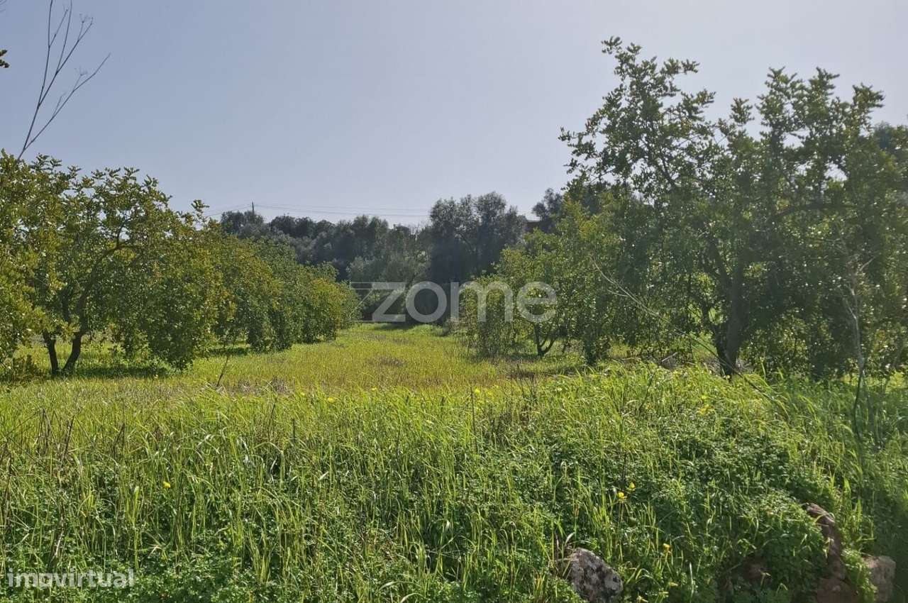 Terreno c/ Furo e Alfarrobeiras em Amorosa, Messines com 13.460m2 - Grande imagem: 2/19