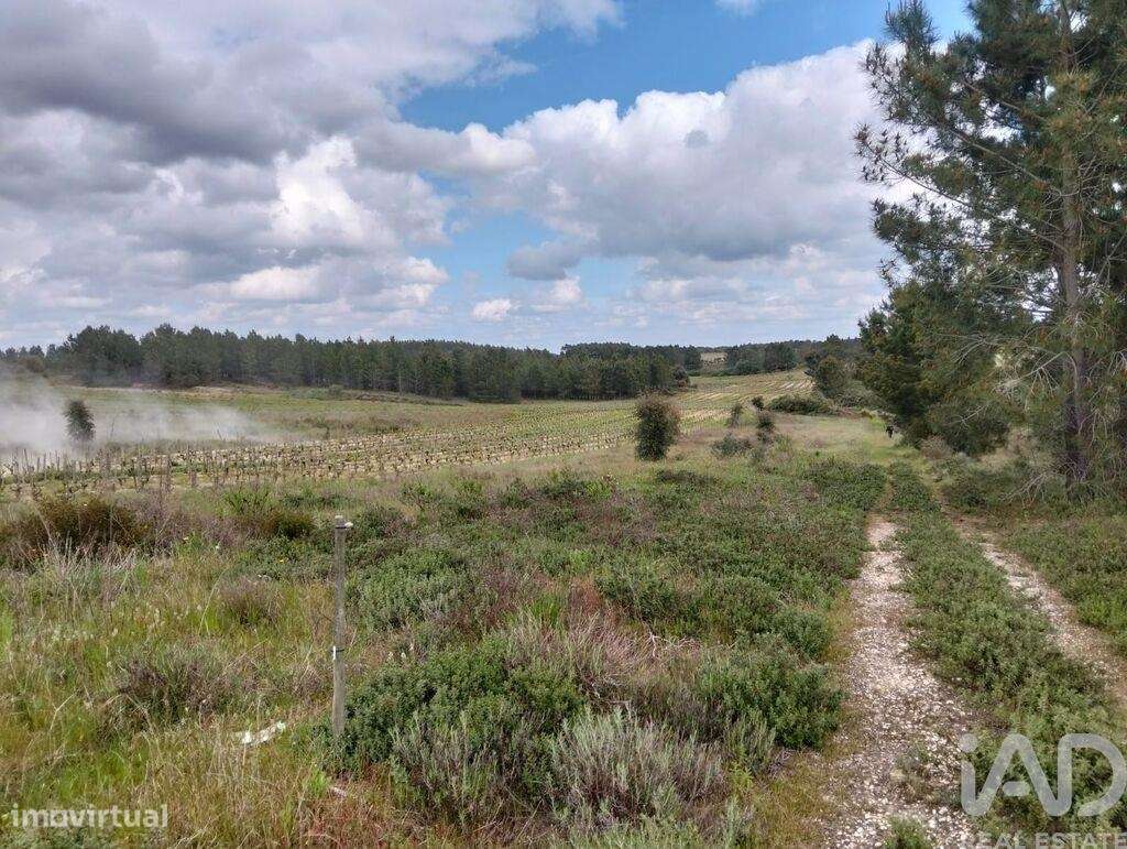Terreno em Alpiarça de 12400,00 m2 - Grande imagem: 5/24