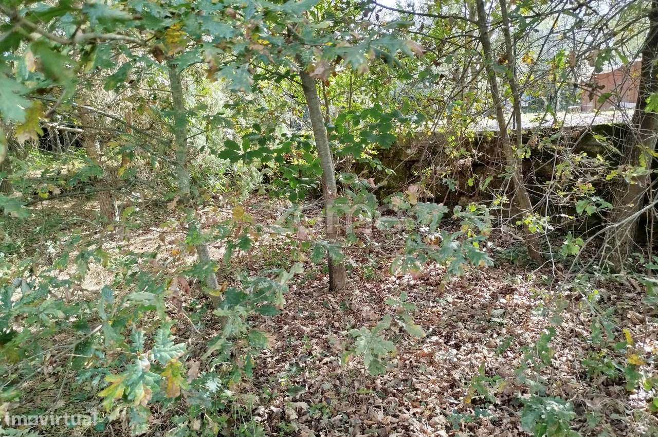 Lote para construção com vários arvores de fruto - Grande imagem: 5/28