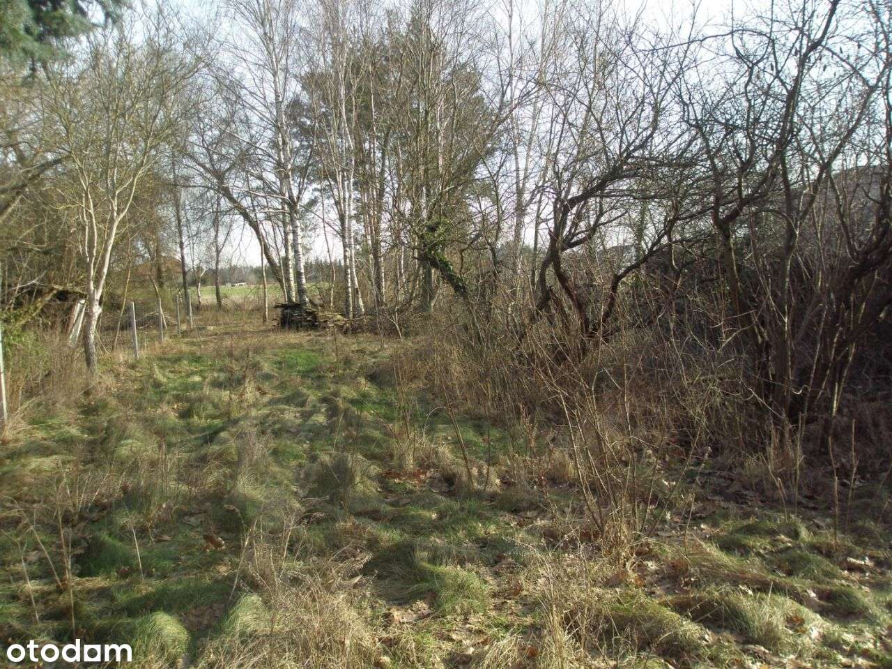 Działka Golęczewo - Pełny obrazek: 5/5