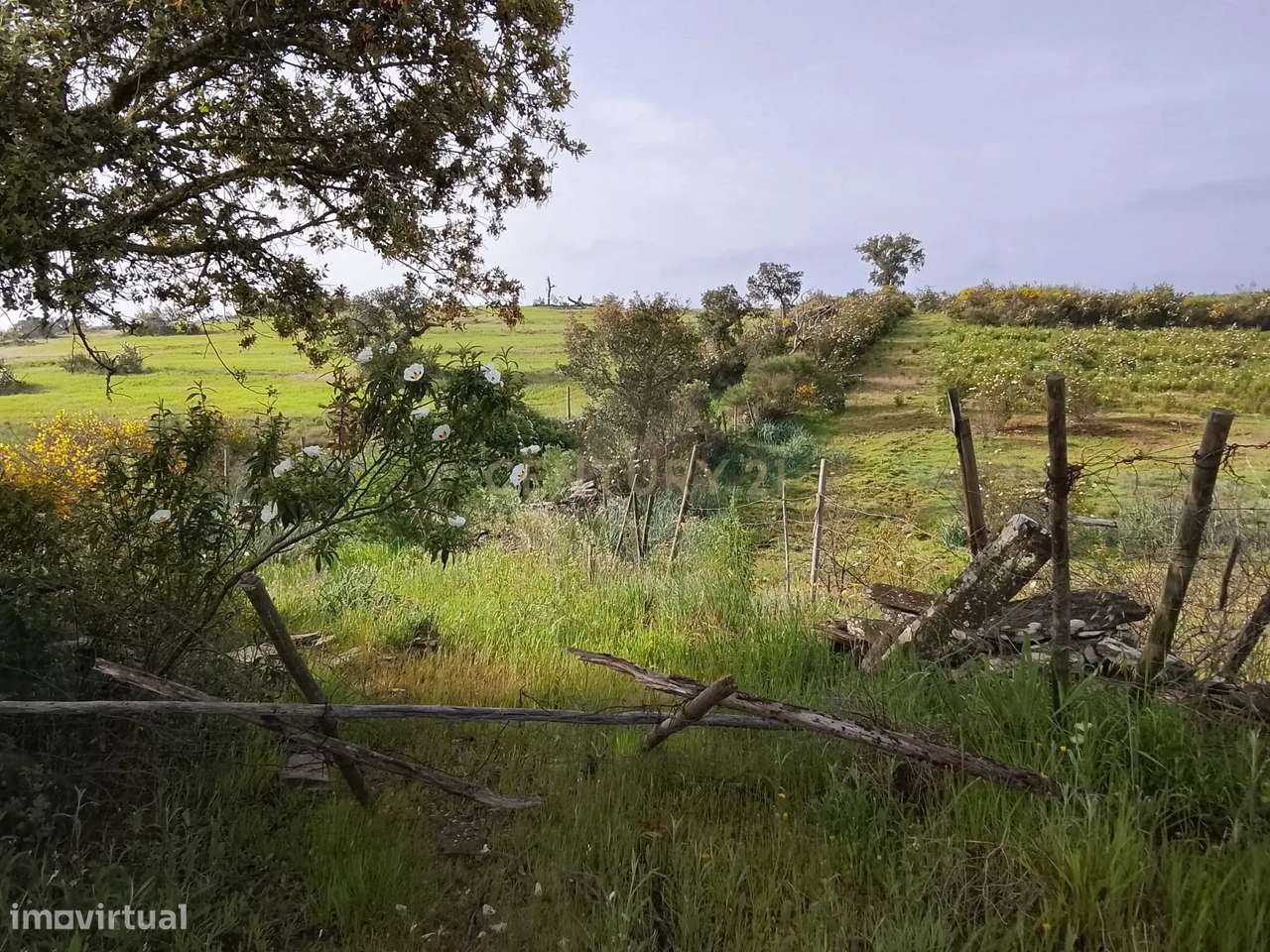 Terreno rústico 16.6ha Montalvão, Nisa-13