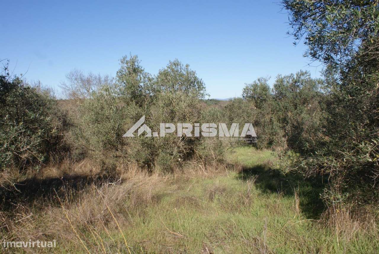 Oportunidade Única às Portas de Castelo Branco!-3