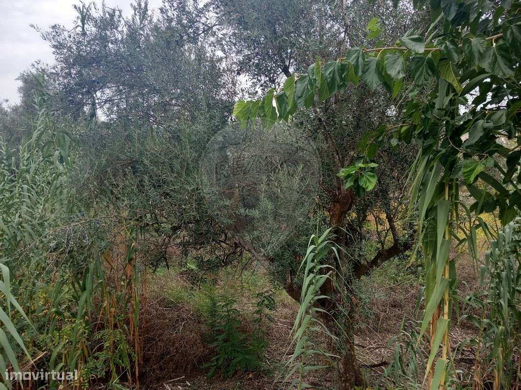 Terreno  para venda - Grande imagem: 5/6