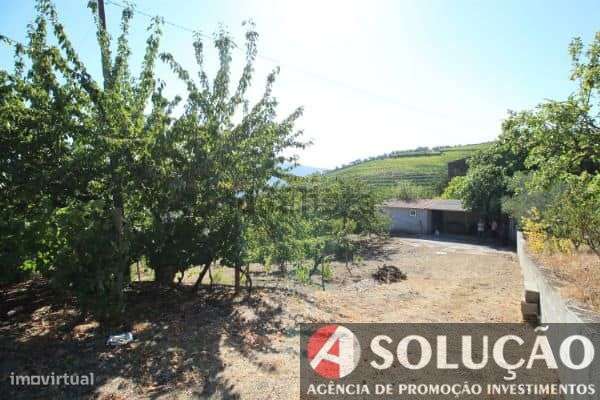 Terreno c/vinha e projeto p/moradia aprovado - Grande imagem: 5/8