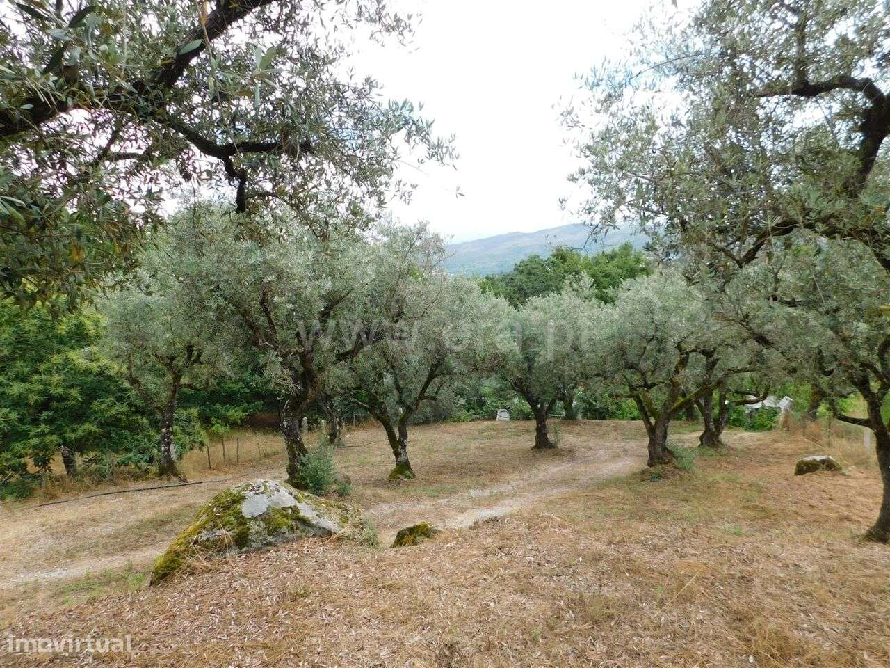 Terreno Rústico / Seia, Santiago - Grande imagem: 5/12