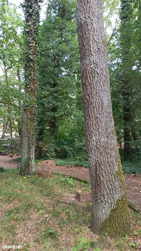Zalesie Górne - działka mieszkaniowo usługowa z dorodnym starodrzewem-8