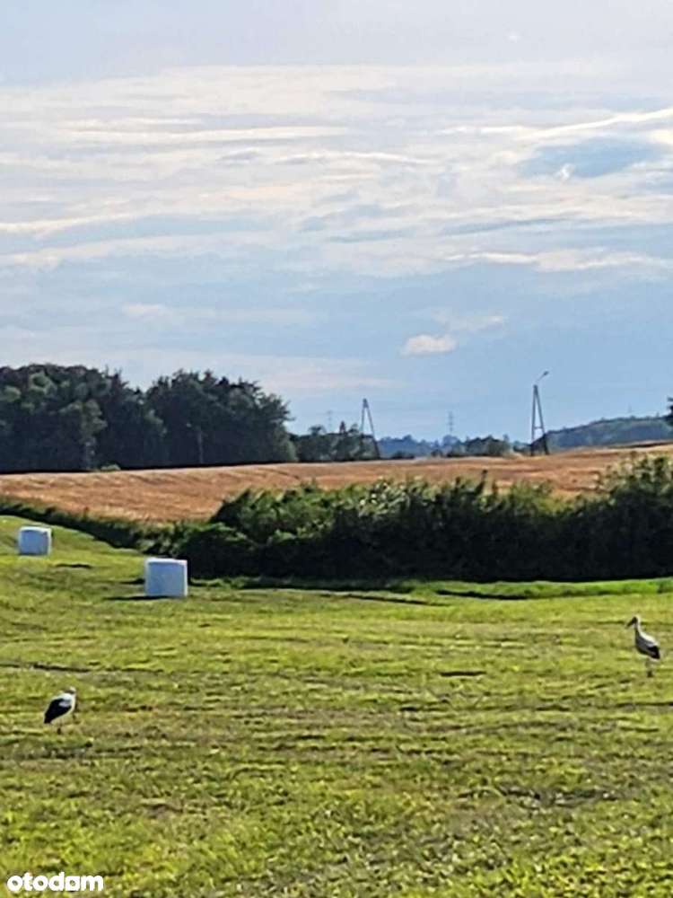 Siedlisko - Pełny obrazek: 4/11