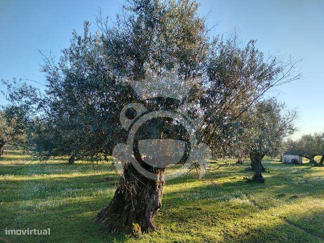 OLIVAL PARA VENDA EM CARRAPATELO - CORVAL-8