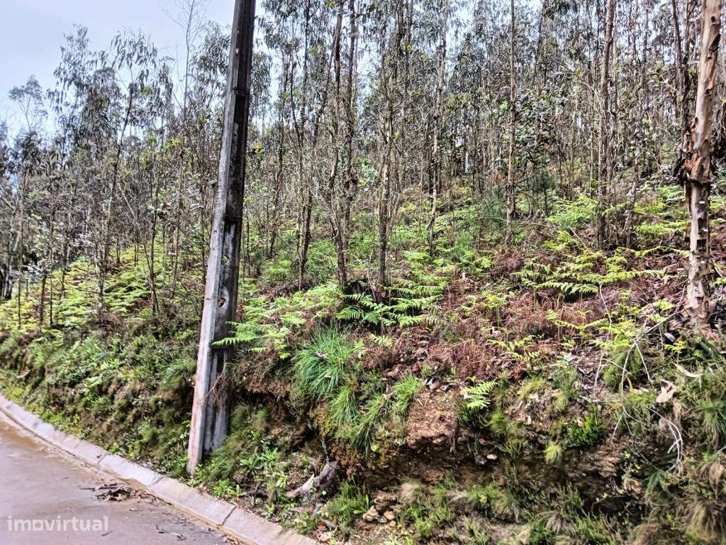 Terreno - Rota dos Moinhos - Angeja - Grande imagem: 5/13