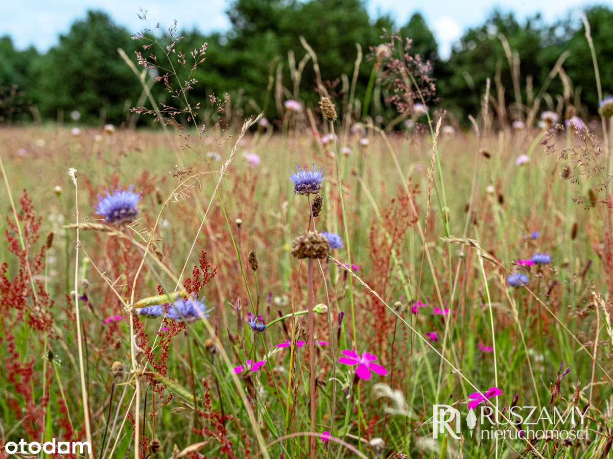 Bory Tucholskie - działki objęte Mpzp-7