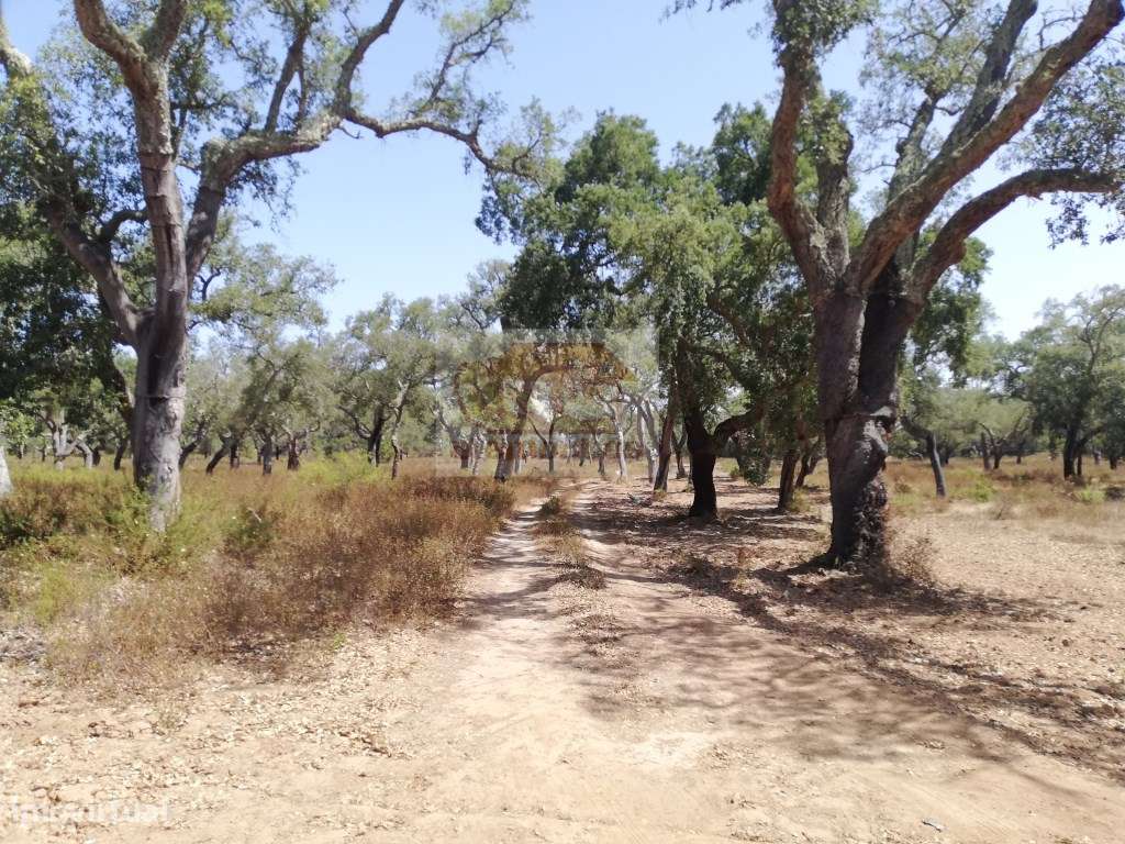 Terreno perto de Grândola e a 20 minutos da praia - Grande imagem: 3/9