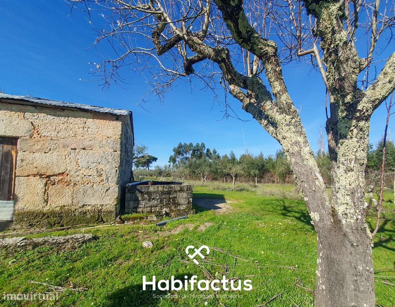 Quinta à venda com Produção de Uva e Azeite na Freguesia de Travancinh - Grande imagem: 3/9