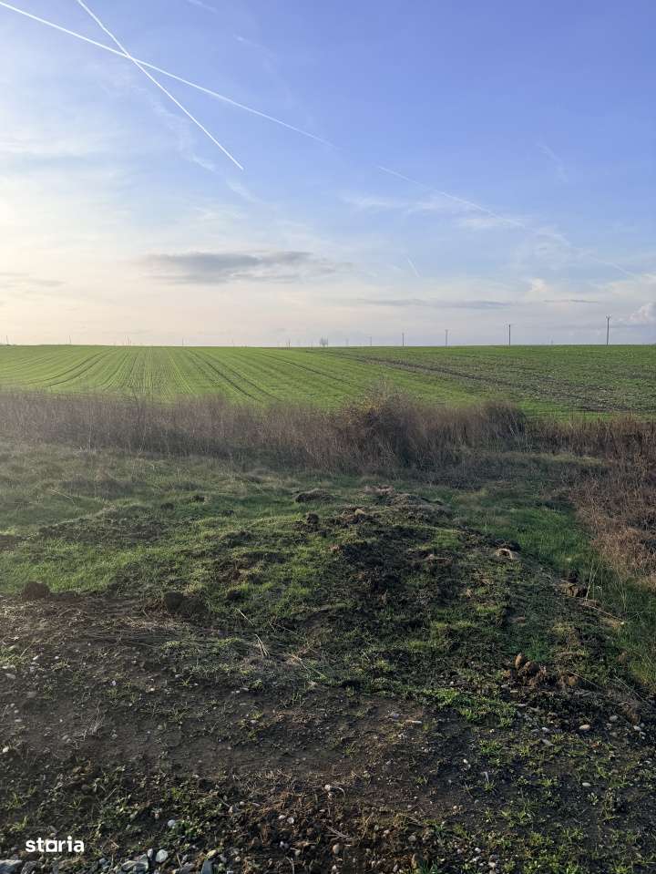 Teren De Vanzare Belciugatele-2