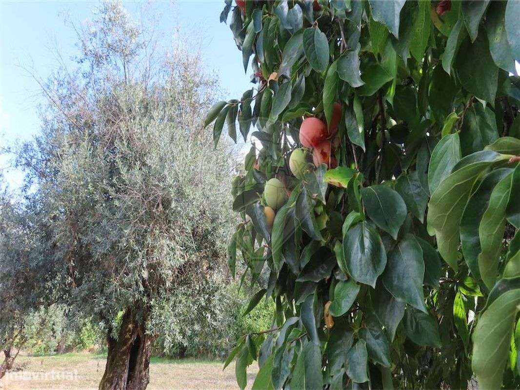 Quinta  para venda - Grande imagem: 3/49