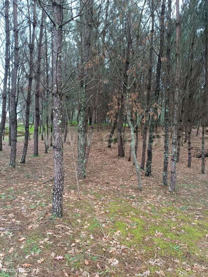 Terreno / Seia, Paranhos - Grande imagem: 3/15