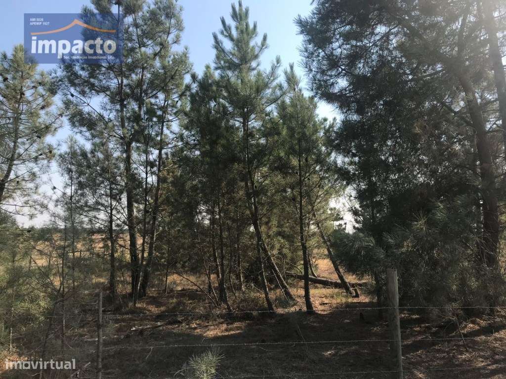 Terreno na Herdade do Zambujeiro - Grande imagem: 3/10