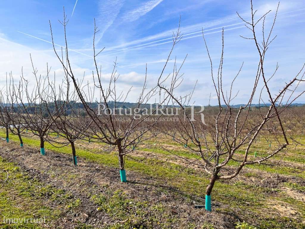 Quinta de 10,6 hectares com 6 ha de cerejeiral - Grande imagem: 5/35