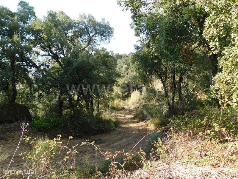 Terreno Rústico / Fundão, Pêro Viseu - Grande imagem: 2/9