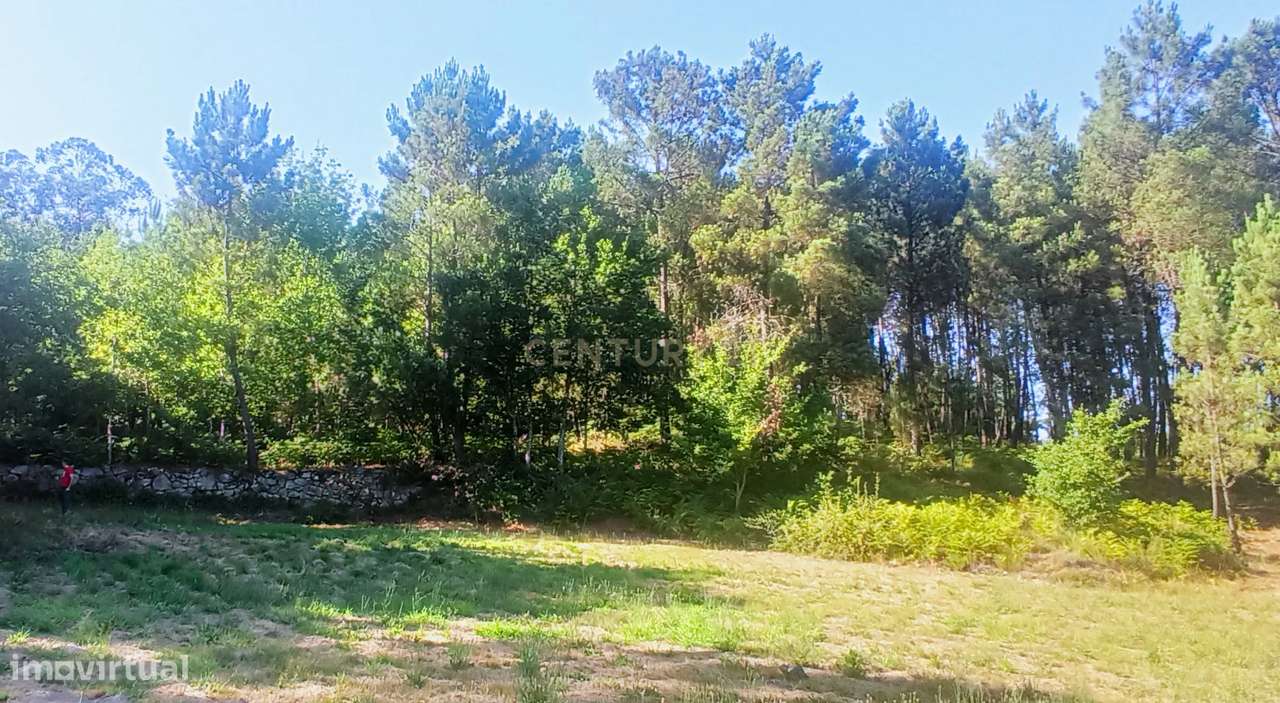 Quintinha em zona de construção H2  a 7 min centro Viseu - Grande imagem: 5/13