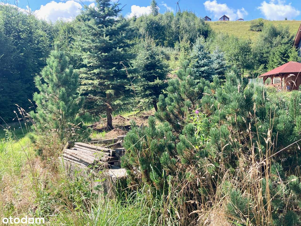 Piękna działka w Zagórzu Śląskim (85 arów) - Pełny obrazek: 5/5