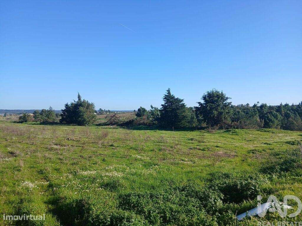 Terreno Agrícola em Almeirim - Grande imagem: 3/5