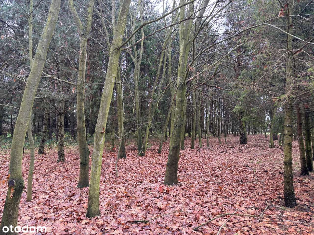 Kameralne działki leśne z wygodnym dojazdem – Bystrzyca - Pełny obrazek: 2/7