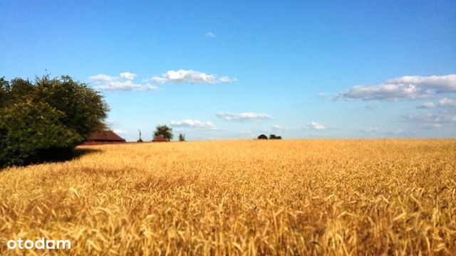 Kliny- działka budowlana, okolica Puszczy Zielonka