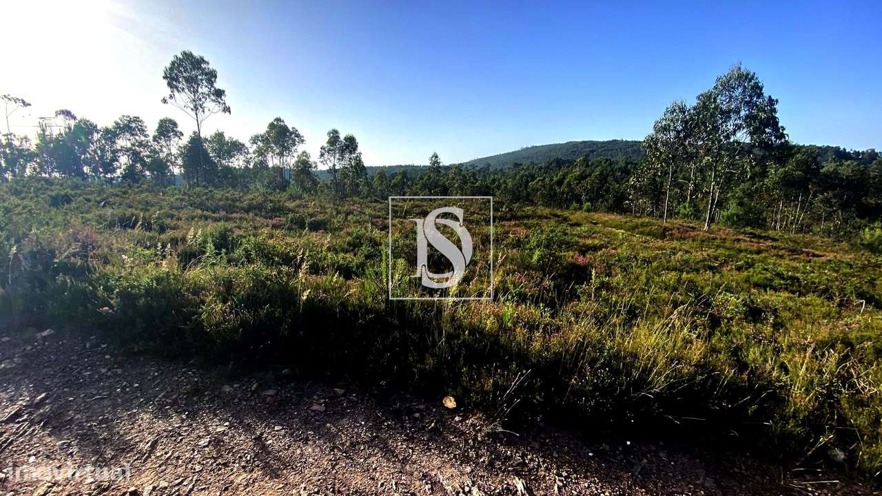 Terreno Florestal com 7.979 m² – Lamelas e Guimarei, Santo Tirso - Grande imagem: 4/4