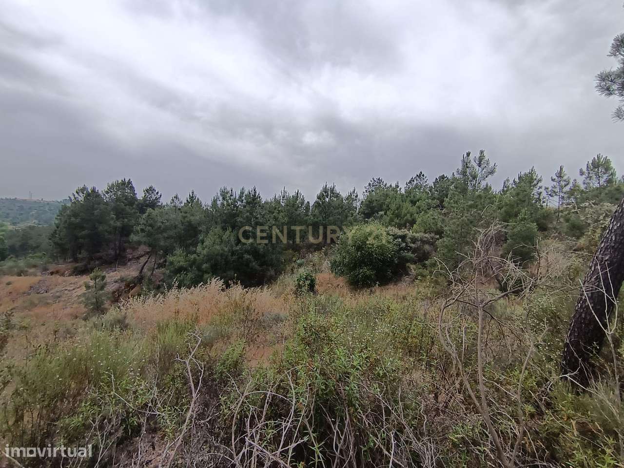 Terreno rustico com 9680 m2, em Palvarinho ( Barroca do Rato ) - Grande imagem: 5/8