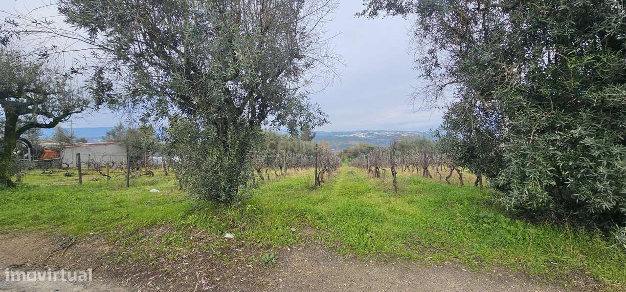Terreno na zona de Silgueiros - Grande imagem: 2/8