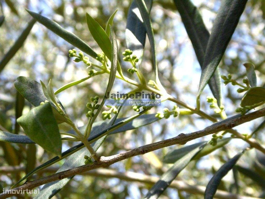 Olival de 6,9ha + Olival de 3ha, Escalhão. Portugal, F. C. Rodrigo,...-5