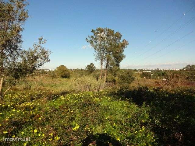 Terreno de cultivo - Grande imagem: 5/5