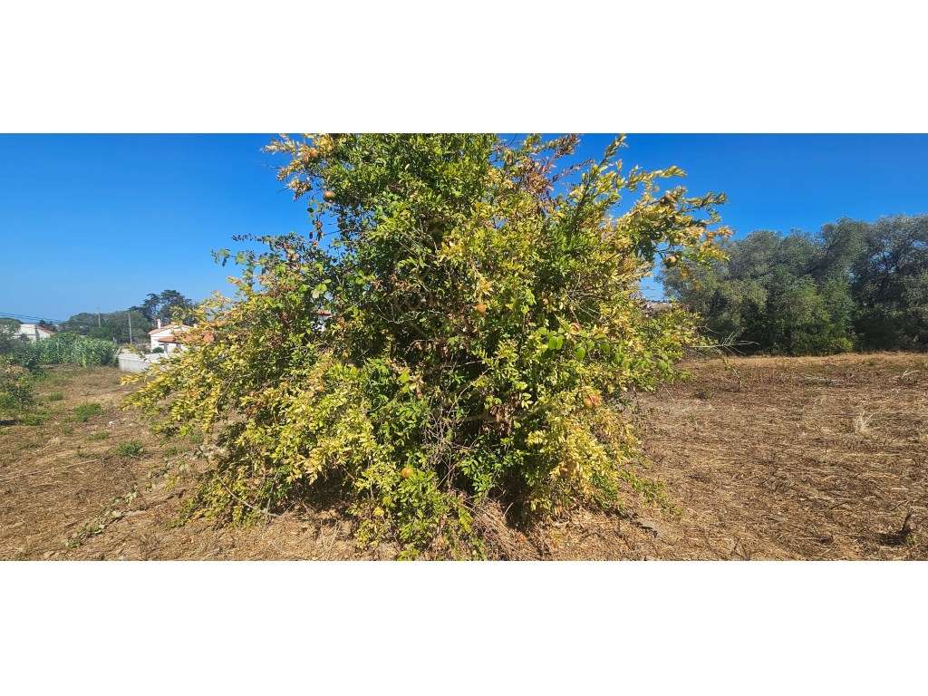 Terreno para construção de 2 Moradias!-9